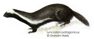 Illustration for article titled Monday Mustelid - Lyncodon patagonicus Edition